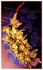 passionflower 02
