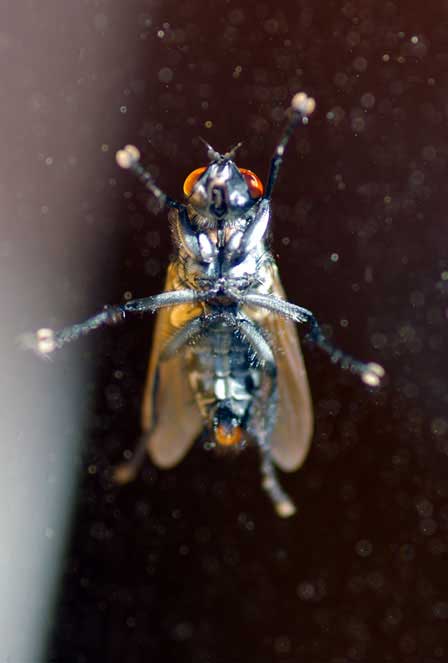 astronaut fly