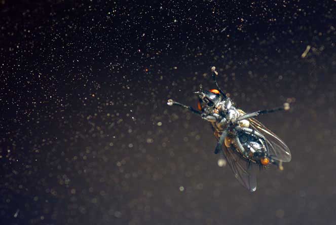 astronaut fly