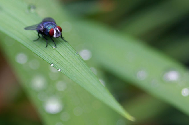 blow fly