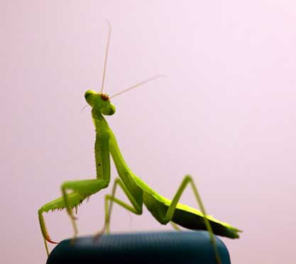 mantis