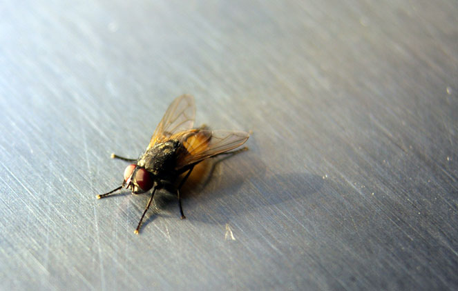 Musca Domestica