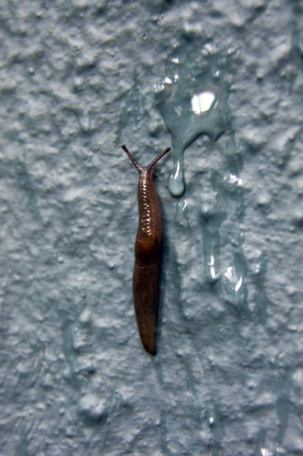 wall slug