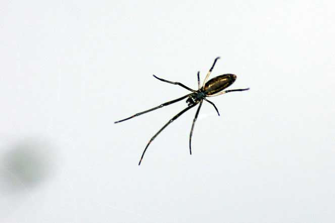 spider reflection