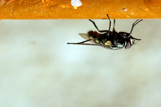 Sutherland fly