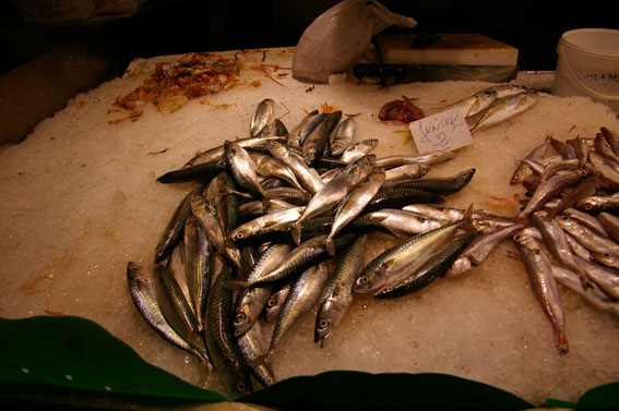 fish