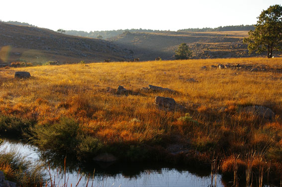 Blesfontein