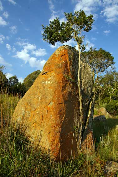 tree rock