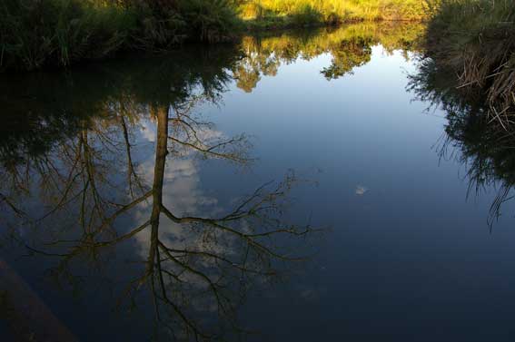 tree reflection