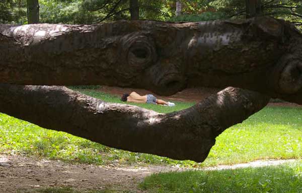 In the crook of a log